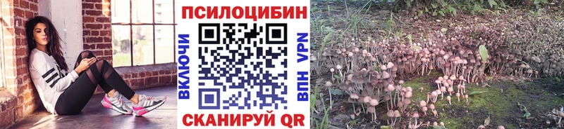 Псилоцибиновые грибы прущие грибы  как найти   Лихославль 